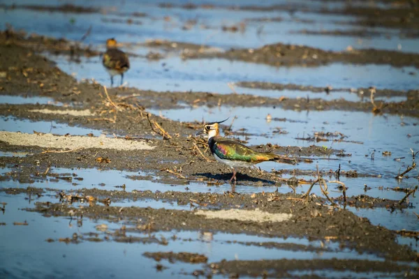 Northern Lapwing Shorebird Black White Overall Back Shows Green Gloss — стокове фото