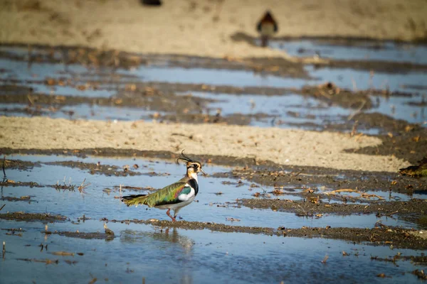 Northern Lapwing Shorebird Black White Overall Back Shows Green Gloss — стокове фото