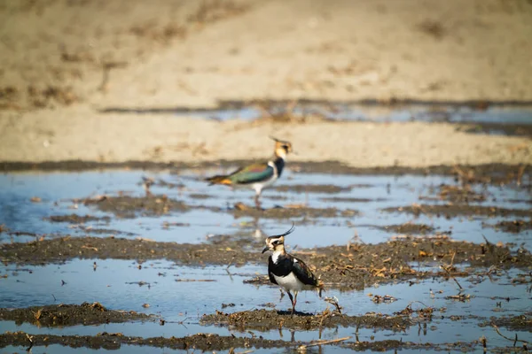 Lapwing Norte Pájaro Playero Blanco Negro General Parte Posterior Muestra — Foto de Stock