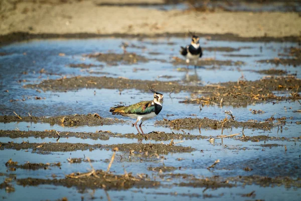 Lapwing Norte Pájaro Playero Blanco Negro General Parte Posterior Muestra — Foto de Stock