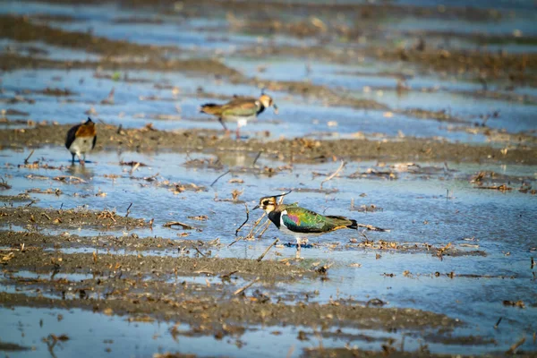 Northern Lapwing Shorebird Black White Overall Back Shows Green Gloss — стокове фото