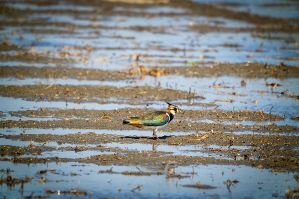 Northern Lapwing Shorebird Black White Overall Back Shows Green Gloss — стокове фото