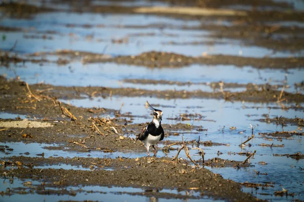 Northern Lapwing Shorebird Black White Overall Back Shows Green Gloss — Stock Photo, Image
