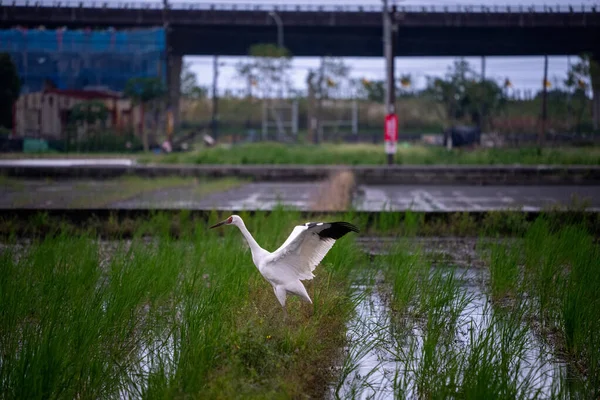 Sibirya Turnası (Kar Turnası) yol kenarındaki bir çiftlik alanında duruyor. Yetişkin kuş tüyleri bembeyaz, kıpkırmızı yüz ve siyah kanat uçları hariç. Yilan County, Tayvan