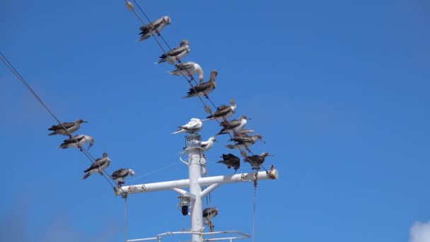 Mořští Ptáci Odpočívají Stěžni Výletní Lodi Severní Tichý Oceán Pozadí — Stock video