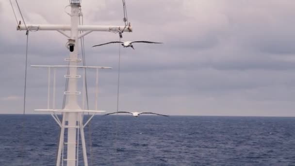 Ave Marinha Voa Mar Voa Redor Mastro Navio Cruzeiro Oceano — Vídeo de Stock