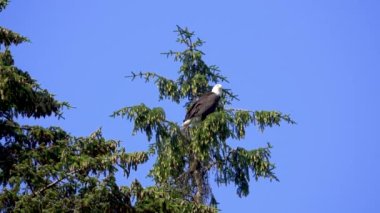 Ağacın tepesinde duran kel kartal. Arka plan mavi gökyüzü. Kel Kartal Koruma Alanı, Skagway, Alaska, ABD. Haziran 2019.