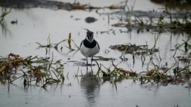 Northern Lapwing (shorebird) foot was injured. Walking with a crick. Birds(Vanellus vanellus) foraging in a newly irrigated field. Yunlin County, Taiwan