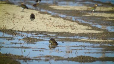Northern Lapwing(shorebird) washed its feathers with water. Birds(Vanellus vanellus) foraging in a newly irrigated field. Yunlin County, Taiwan