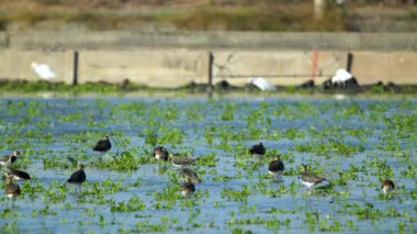 Northern Lapwing(shorebird) washed its feathers with water. Birds(Vanellus vanellus) foraging in a newly irrigated field. Yunlin County, Taiwan