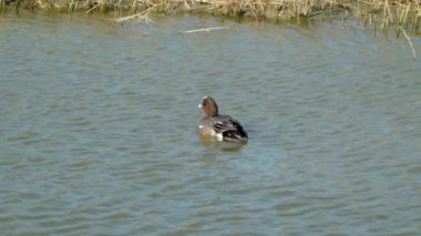 American Wigeon is playing in the pond. High speed photography. The Jiading Wetland are rich in grass and ecology. Kaohsiung City, Taiwan