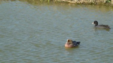 American Wigeon and Eurasian Coot playing in the pond. High speed photography. The Jiading Wetland are rich in grass and ecology. Kaohsiung City, Taiwan