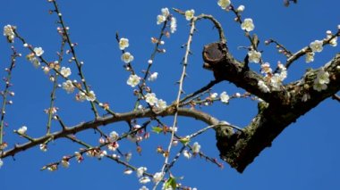 White plum blossoms in full bloom, attracting bees for nectar, blue sky. The unique winter forest in Dongshi Forest adds to the mountain scenery. Taichung, Taiwan.