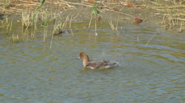 American Wigeon is playing in the pond. High speed photography. The Jiading Wetland are rich in grass and ecology. Kaohsiung City, Taiwan