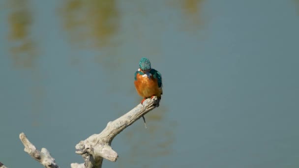 Common Kingfisher Standing Trunk Dead Tree Jiading Wetland Rich Grass — Video