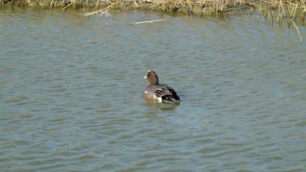 American Wigeon Playing Pond High Speed Photography Jiading Wetland Rich — Stock video