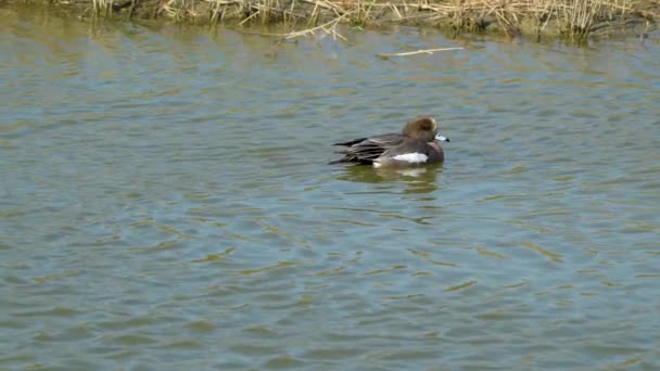 American Wigeon Playing Pond High Speed Photography Jiading Wetland Rich — Vídeos de Stock