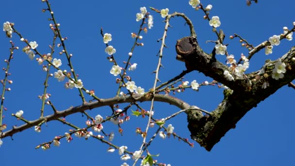 White Plum Blossoms Full Bloom Attracting Bees Nectar Blue Sky — Vídeos de Stock