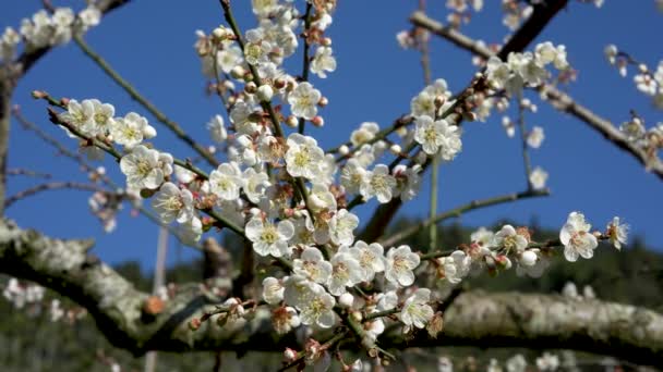 White Plum Blossoms Full Bloom Attracting Bees Nectar Blue Sky — Vídeo de Stock