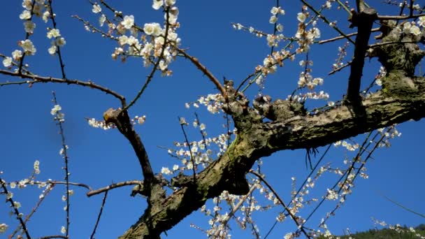White Plum Blossoms Full Bloom Attracting Bees Nectar Blue Sky — Stok video