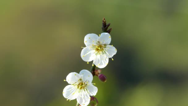 Close White Plum Blossoms Full Bloom Blue Sky Unique Winter — Stock video