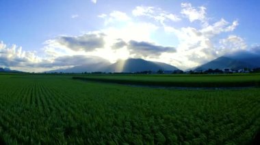 Crepuscular Ray, beyaz bulutlar, pirinç tarlaları resim gibi. Doğu Rift Vadisi Ulusal Sahne Bölgesi, Taitung County, Tayvan.