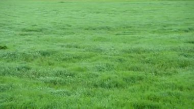 Rüzgar yeşil çimlerin üzerinde esiyor. Çimenler denizin dalgaları gibi dans eder.