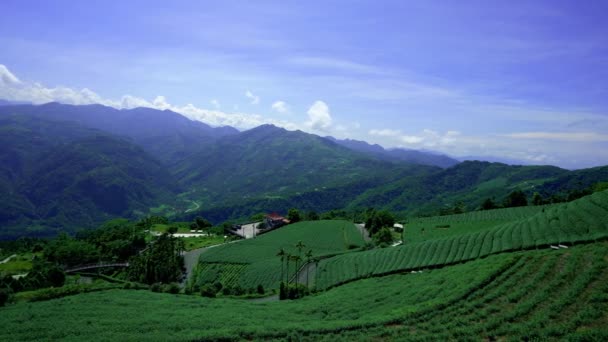 꼭대기에 있는찻 안개로 뒤덮여 있습니다 Bihushan Tea Garden Meishan Township — 비디오
