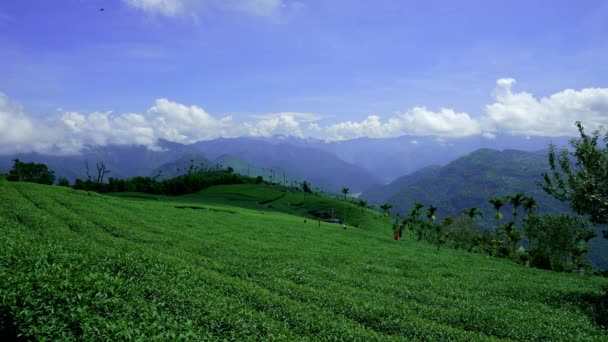 Las Plantaciones Cima Colina Menudo Están Cubiertas Nubes Niebla Jardín — Vídeos de Stock