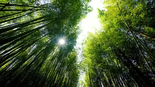 Slunce Proniká Zeleným Bambusovým Lesem Bihushan Tea Garden Meishan Township — Stock video