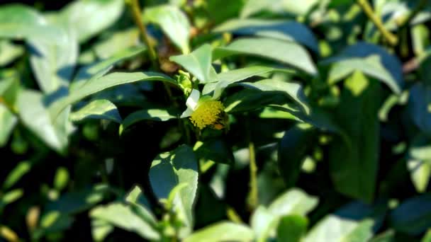 Las Abejas Recogen Néctar Flores Jardín Bihushan Municipio Meishan Condado — Vídeos de Stock