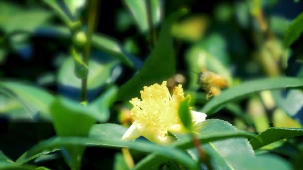 Пчелы Собирают Нектар Цветов Чая Чайный Сад Бихушан Посёлок Мейшан — стоковое видео