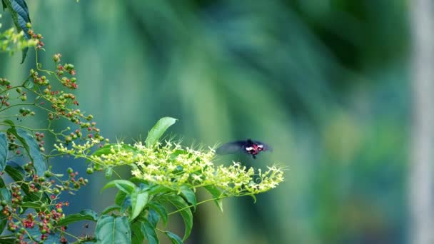 白い花に蝶 赤いボディと黒と白の翼を持っています 美山郷美山茶園 台湾嘉義県 — ストック動画