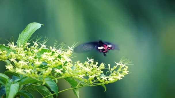 白花上的蝴蝶 它有一个红色的身体和黑白的翅膀 梅山镇比胡山茶园 台湾嘉义县 — 图库视频影像