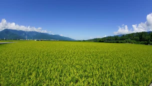 稻田交织成风景如画 台湾台东县东裂谷国家风景区 — 图库视频影像