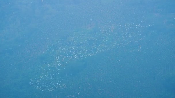 Kuhreiher Ziehen Nach Süden Und Vogelschwärme Fliegen Durch Die Berge — Stockvideo