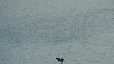 Osprey balık yakalamak için havadan suya ilk ayak daldırıyor. Pandion haliaetus büyük bir kuştur. Xindian Dist., New Taipei City, Tayvan