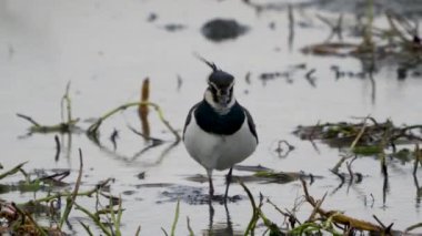 Kuzey Lapwing (sahil kuşu) ayağı yaralandı. Kucağımda yürüyorum. Yakın plan. Kuşlar (Vanellus vanellus) yeni sulanmış bir alanda yiyecek arıyorlar. Yunlin County, Tayvan