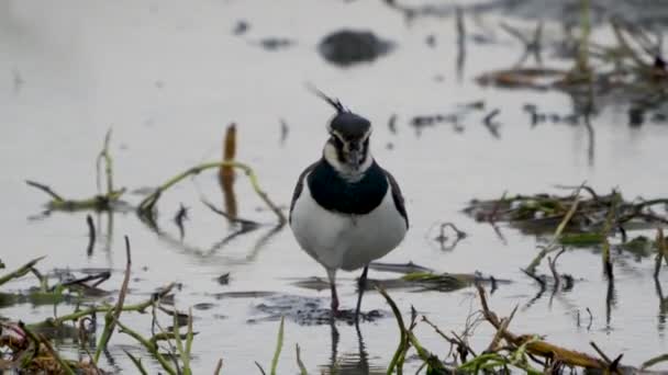 Pie Lapwing Norte Pájaro Playero Resultó Herido Caminando Con Crick — Vídeo de stock