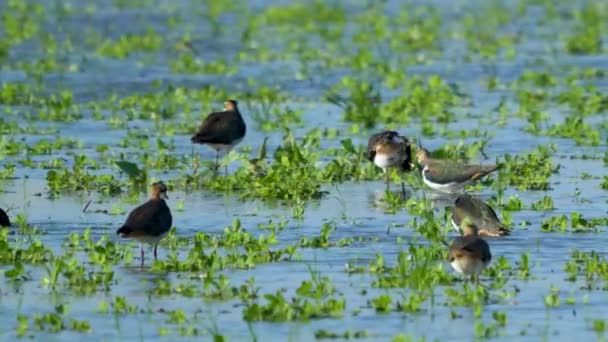 Der Kiebitz Ufervogel Wusch Seine Federn Mit Wasser Schuss Von — Stockvideo