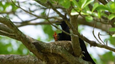 Kara drongo (Dicrurus makrocercus) yuvadaki yavru kuşları besler. Yuva, mızrak şeklinde bir dalın üzerine inşa edilmiştir..