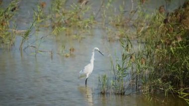 Küçük balıkçıl balığı yakalamak için hızla döndü ve onu yuttu. Yakın plan. Egretta garzetta. Jiading Wetland çimen ve ekoloji açısından zengindir. Kaohsiung Şehri, Tayvan