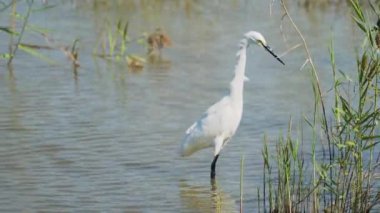 Küçük balıkçıl çabucak balık yakalamak için döndü ve onu yuttu. Egretta garzetta. Jiading Wetland çimen ve ekoloji açısından zengindir. Kaohsiung Şehri, Tayvan