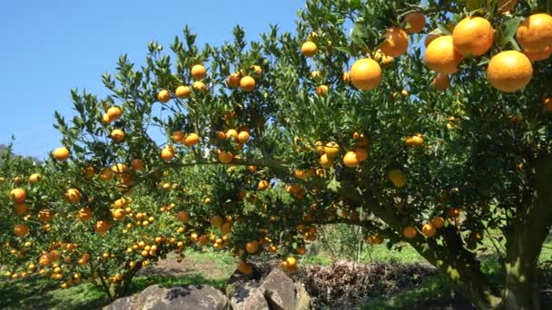 Viele Orangen Und Grüne Blätter Einem Orangenbaum Der Einzigartige Winterwald — Stockvideo