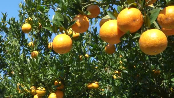 Wiele Pomarańczy Zielonych Liści Drzewie Pomarańczowym Unikalny Zimowy Las Lesie — Wideo stockowe