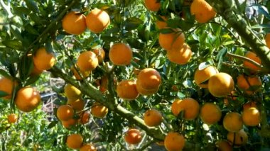 Bir portakal ağacında bir sürü portakal ve yeşil yapraklar. Dongshi Ormanı 'nda çiçek açma mevsimi. Taichung, Tayvan.