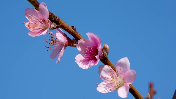 桃の花の赤い雄蕊を持つ白い花弁 青い空だ クローズアップショット 東司林の開花期 台湾台中 — ストック動画