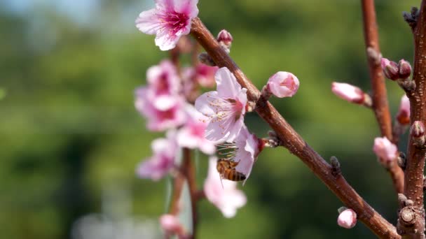 桃の花から蜜を摘む蜂がいる 東司林の開花期 台湾台中 — ストック動画