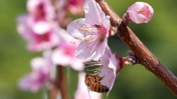 Pszczoła Zbiera Nektar Kwiatu Brzoskwini Close Sezon Kwitnienia Lesie Dongshi — Wideo stockowe