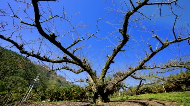 背景にはオレンジの木と青空のある古い梅の木 東司林の開花期 台湾台中 — ストック動画